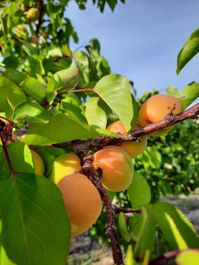 Вілла Family Club Royal-Apricot Tamga Екстер'єр фото